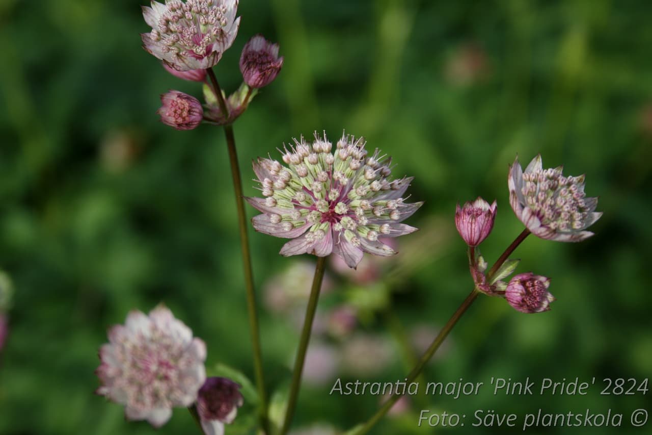 Astrantia major 'Pink Pride'