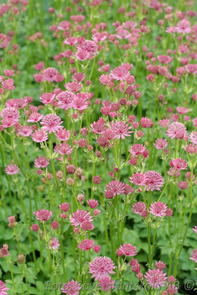 Astrantia major 'Rosa Lee'
