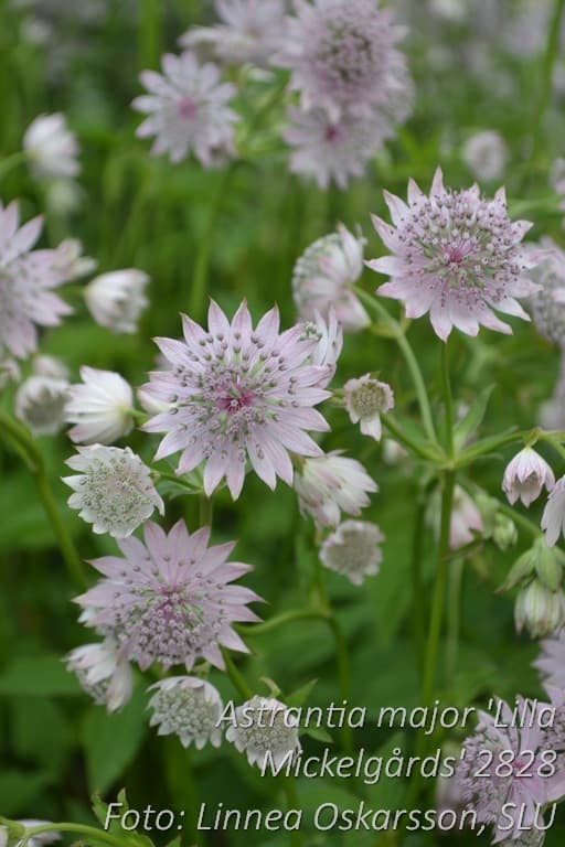 Astrantia major 'Lilla Mickelgårds' GK ®