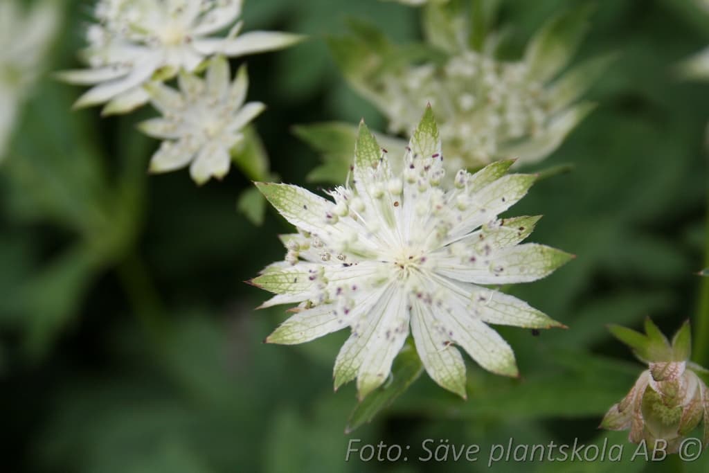 Astrantia major 'Madeleine'