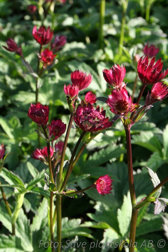 Astrantia major 'Ruby Wedding'