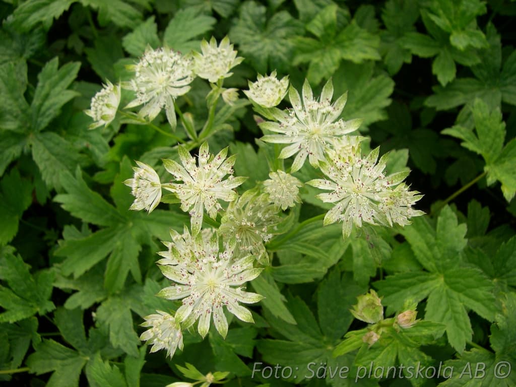 Astrantia major 'Shaggy'