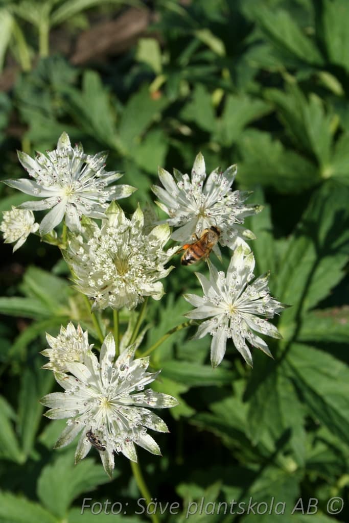 Astrantia major 'Star of Billion' (PBR)