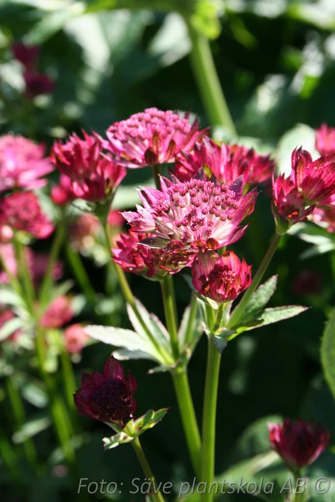 Astrantia major 'Venice' (PBR)