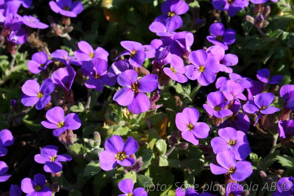 Aubrieta 'Blaumeise'