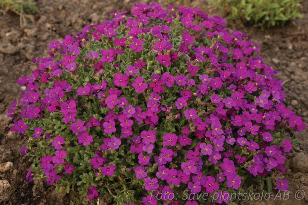 Aubrieta 'Regado Red'