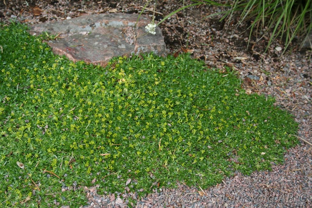 Azorella trifurcata 'Minima'