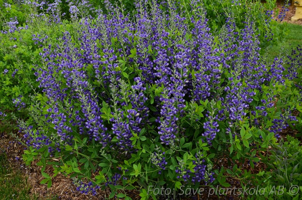 Baptisia 'Blueberry Sundae'