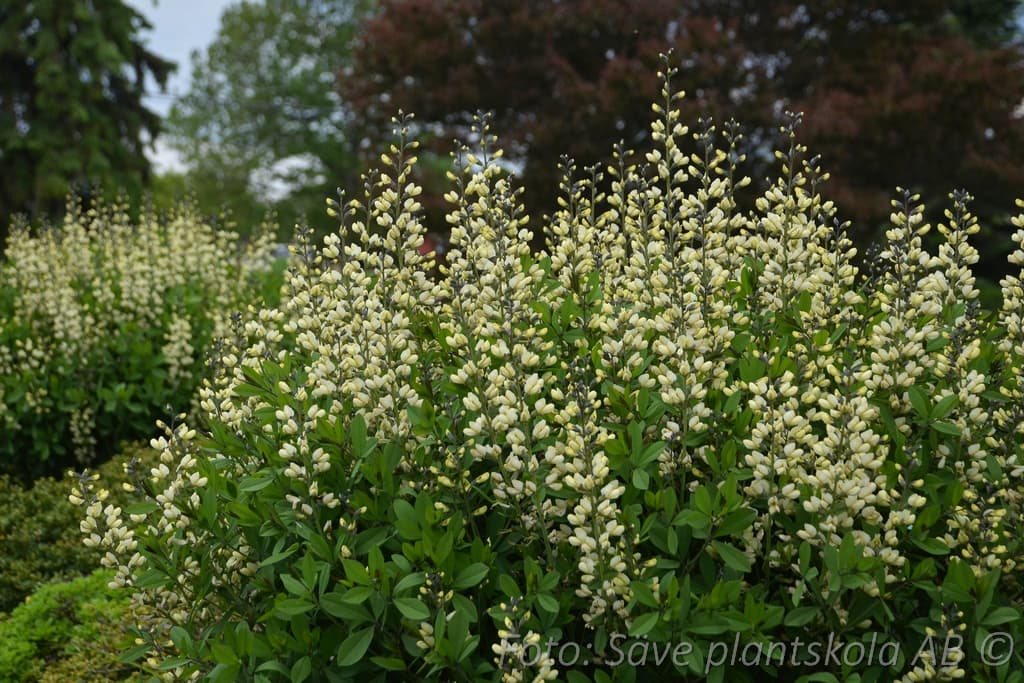 Baptisia 'Vanilla Cream'