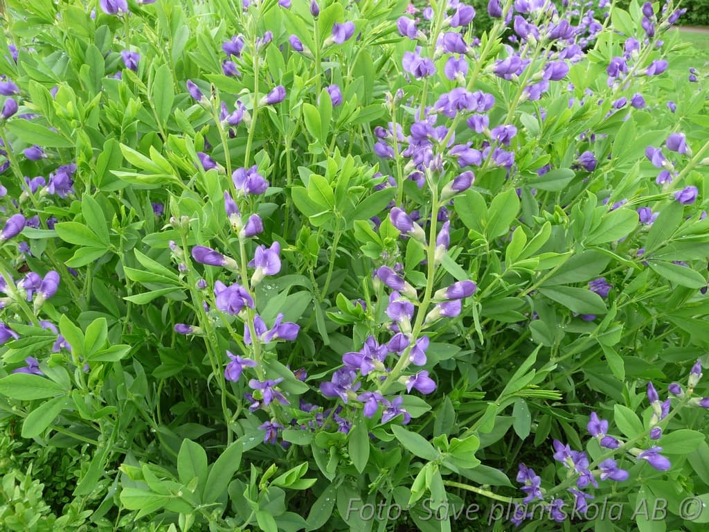 Baptisia australis
