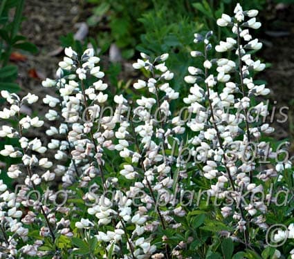 Baptisia australis 'Alba'