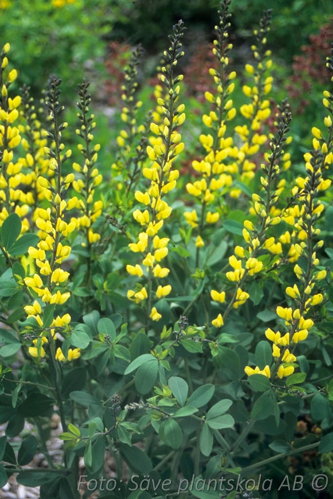Baptisia 'Lemon Meringue'
