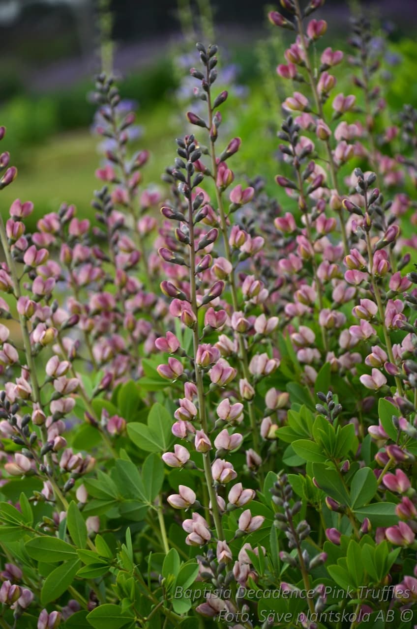 Baptisia 'Pink Truffles'