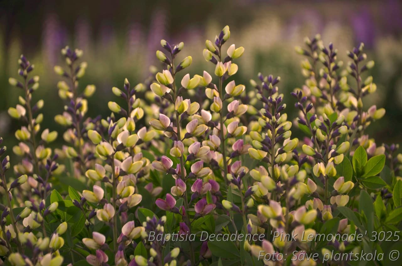 Baptisia 'Pink Lemonade'