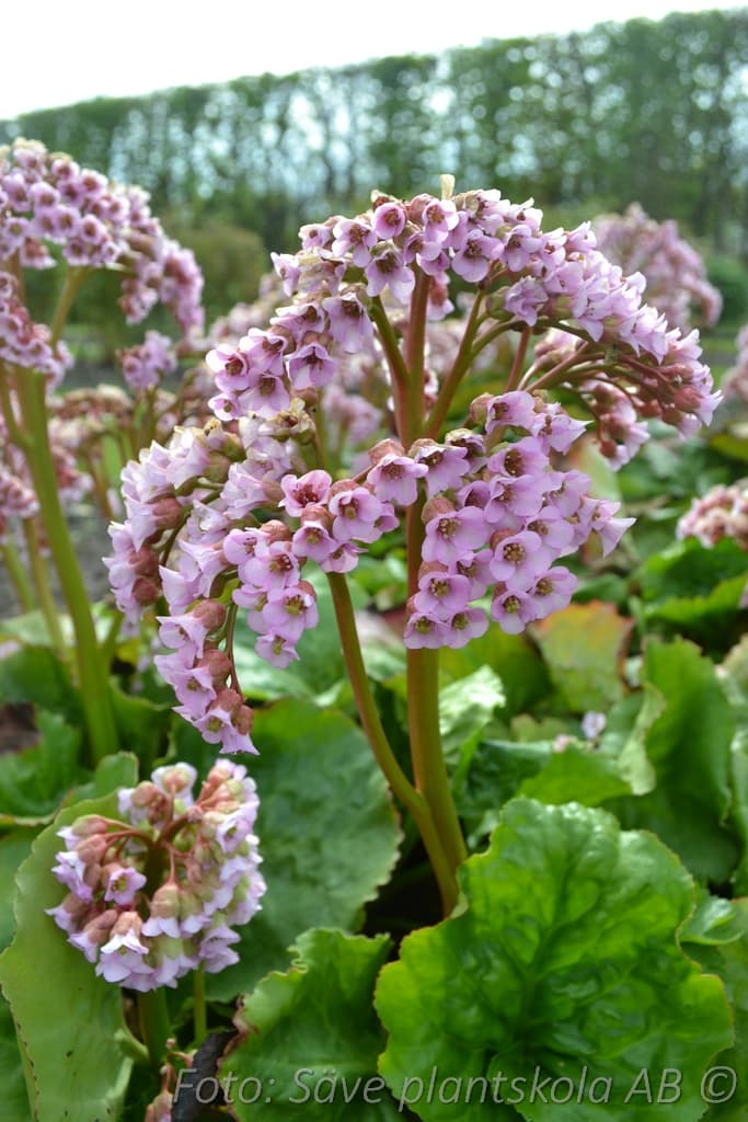 Bergenia cordifolia 'Möja' Grönt kulturarv ®