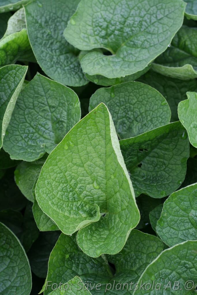 Brunnera macrophylla