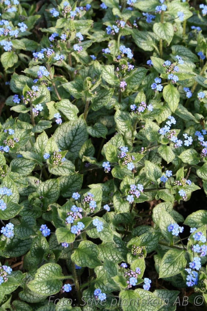 Brunnera macrophylla 'Jack Frost' (PBR)