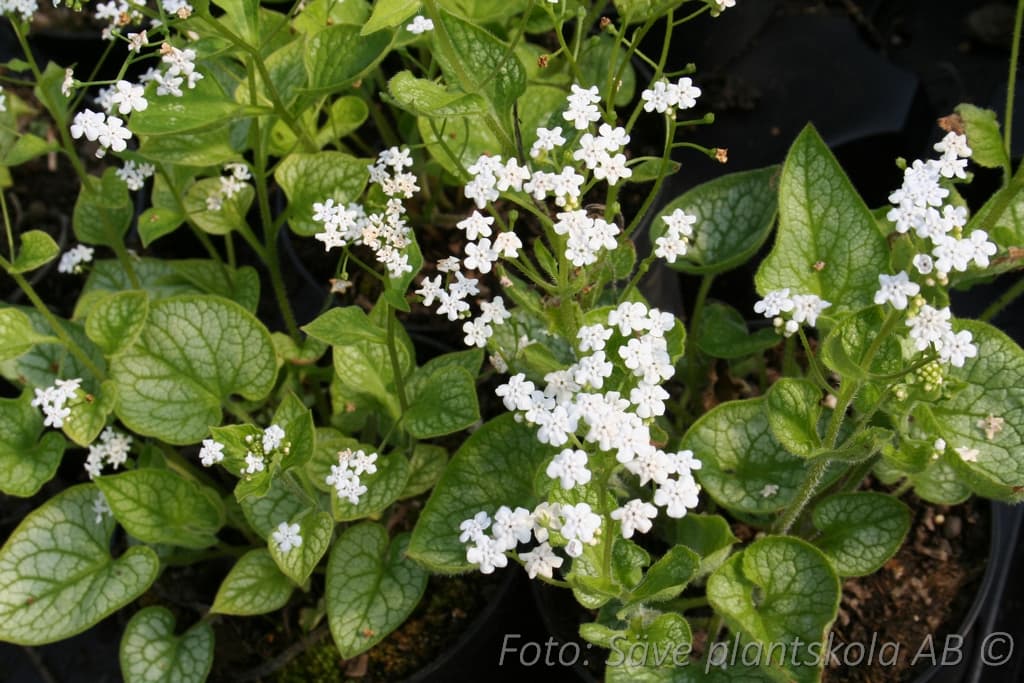 Brunnera macrophylla  'Mr Morse' (PBR)