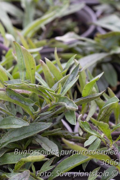 Buglossoides purpurocaerulea