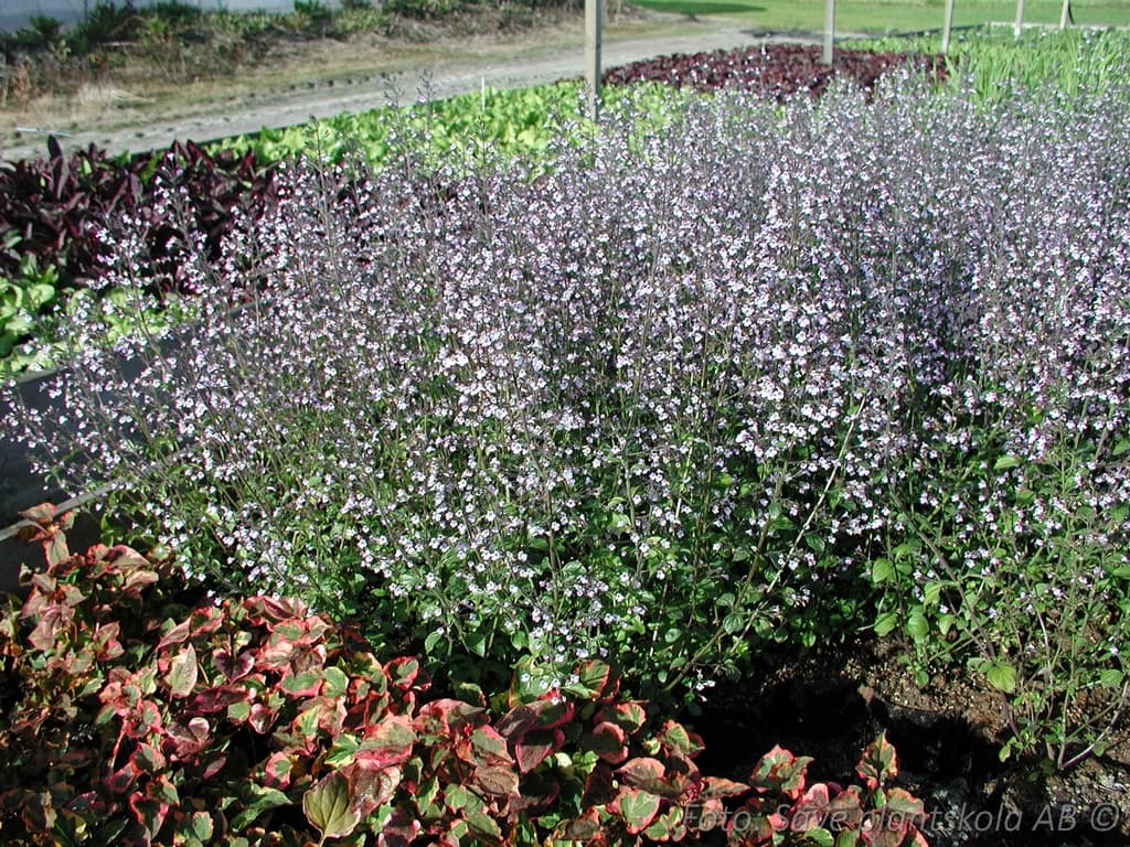 Clinopodium nepeta