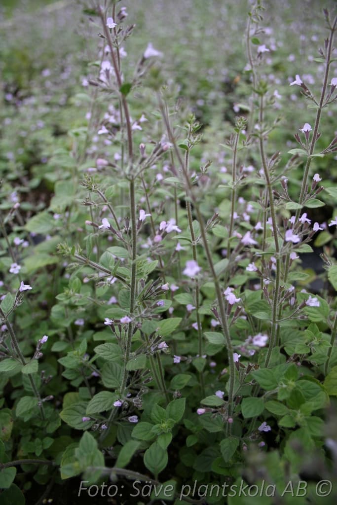 Clinopodium nepeta 'Blue Cloud'