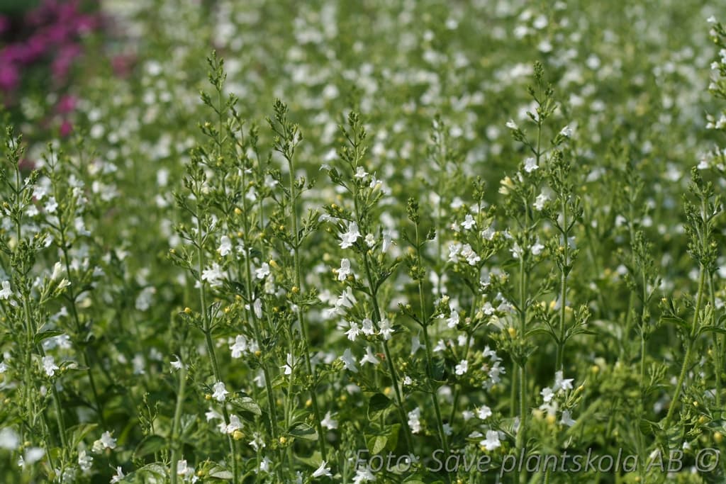 Clinopodium nepeta 'White Cloud'