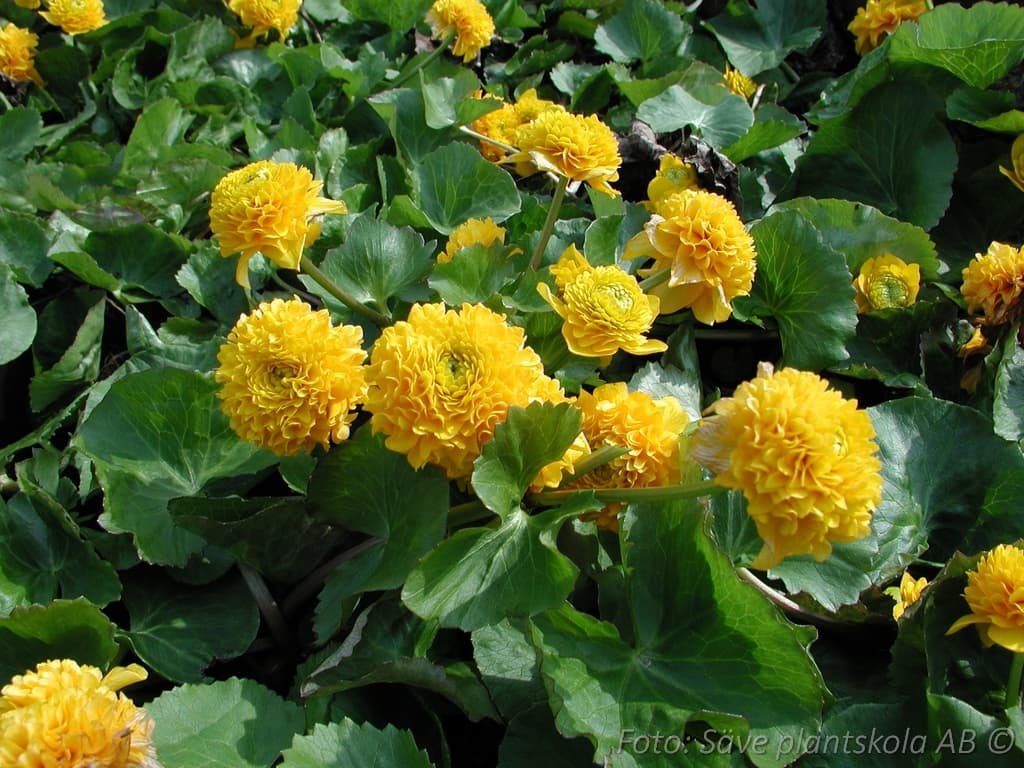 Caltha palustris  'Multiplex'