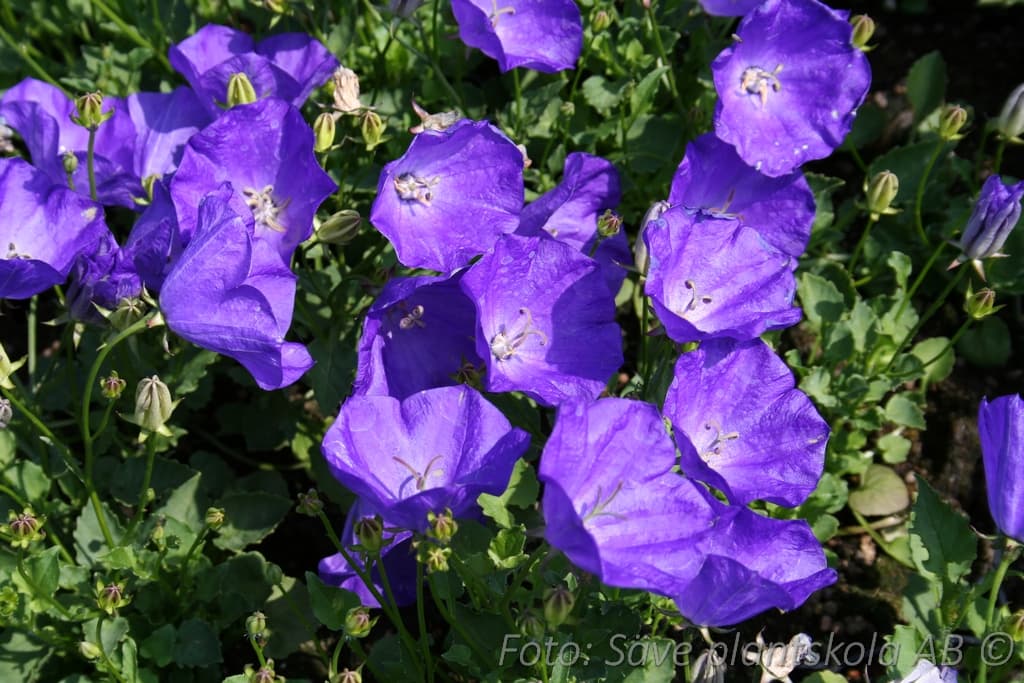 Campanula carpatica  'Blaue Clips'
