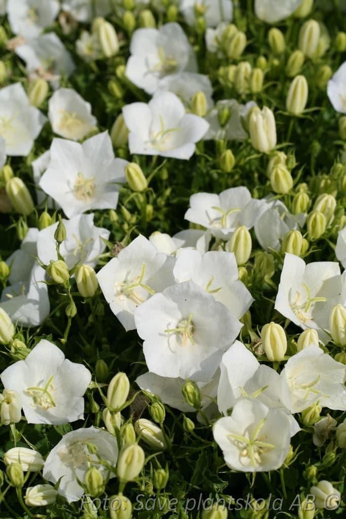 Campanula carpatica 'Weisse Clips'