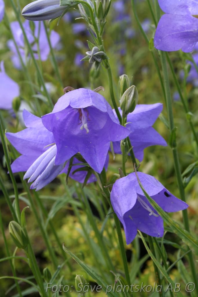 Campanula persicifolia