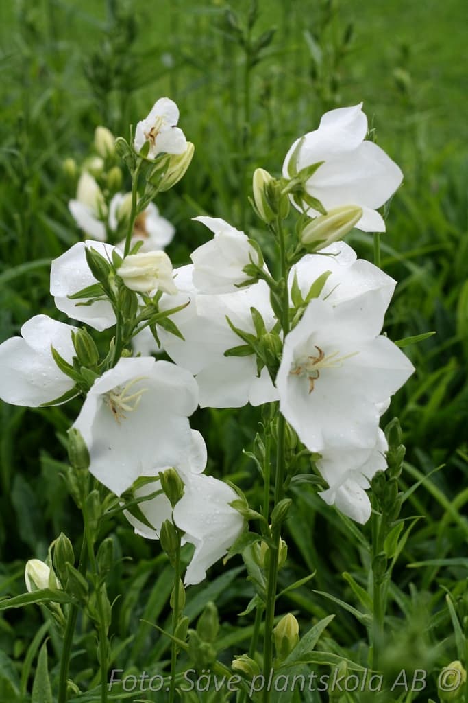 Campanula persicifolia 'Alba'