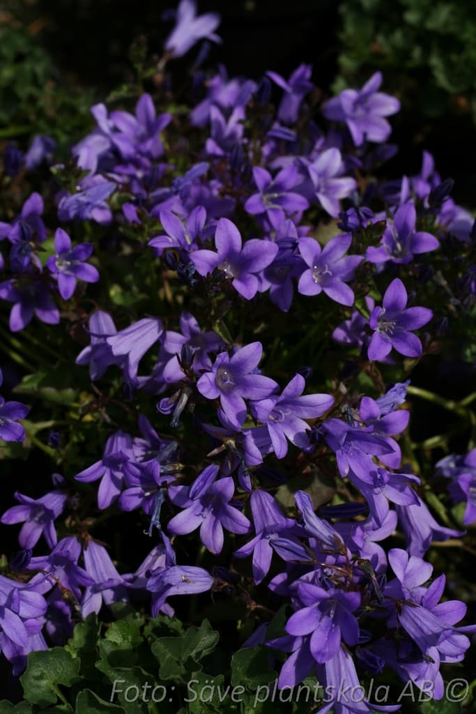 Campanula portenschlagiana  'Birch '