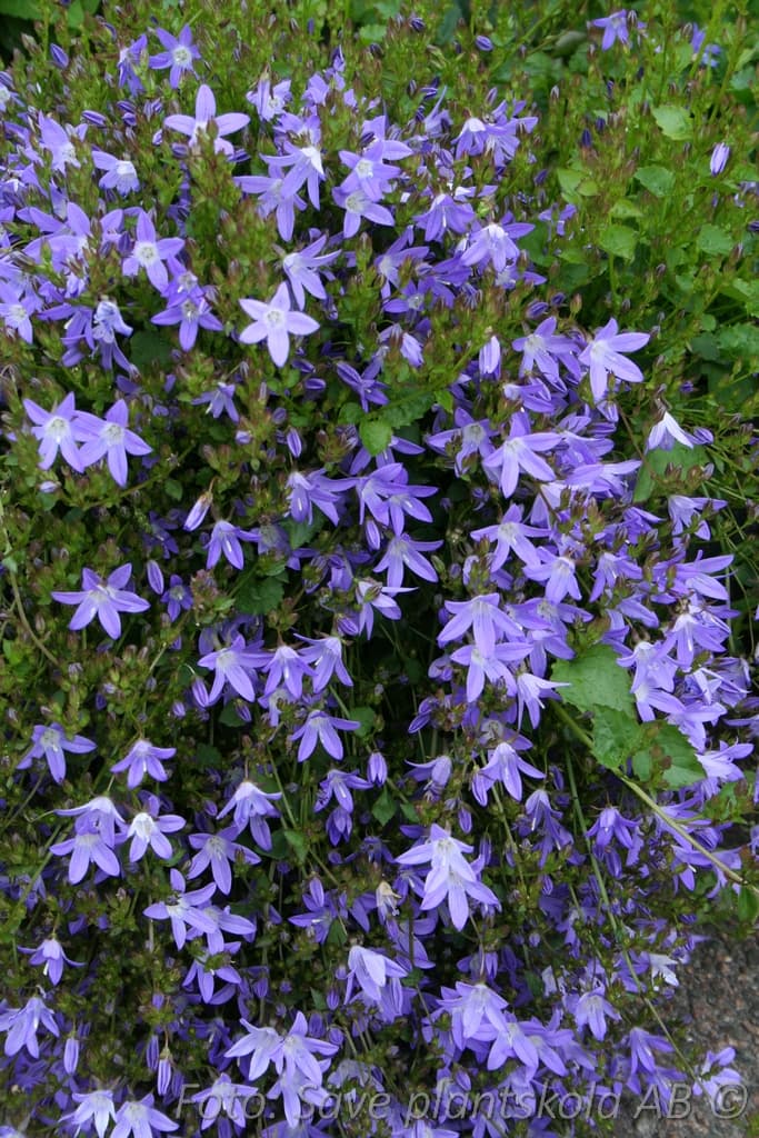Campanula poscharskyana 'Stella'