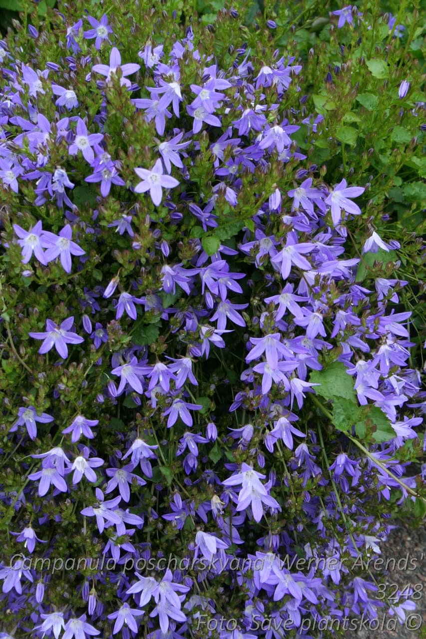 Campanula poscharskyana 'Werner Arends'