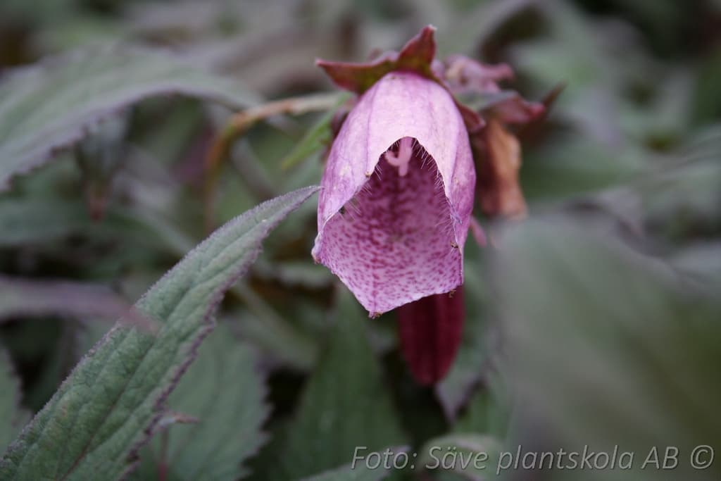 Campanula punctata 'Beetroot'
