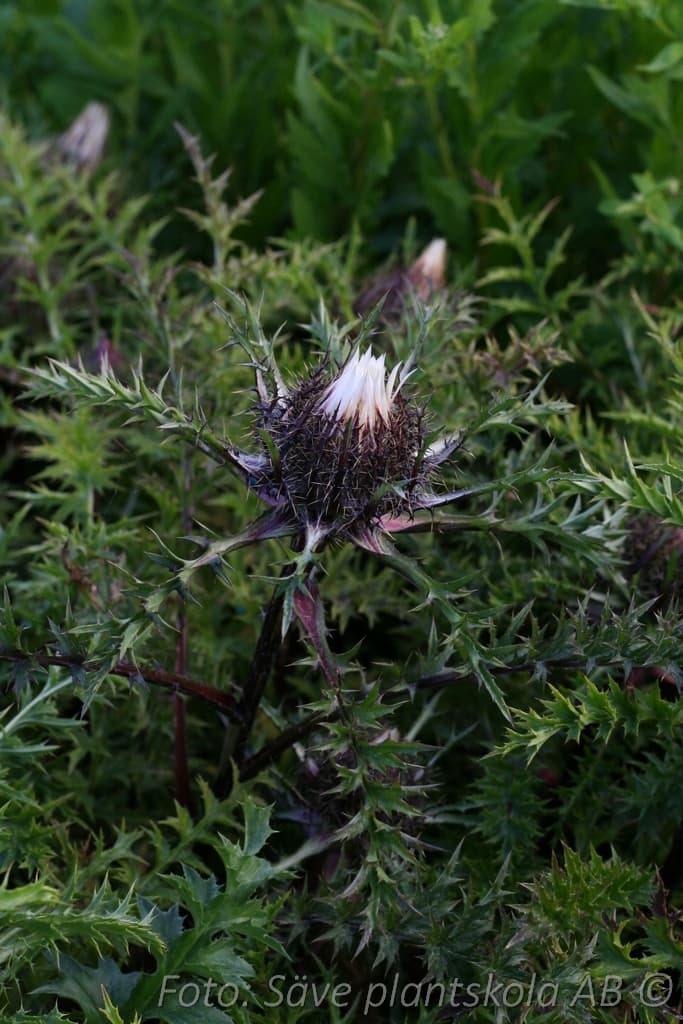 Carlina acaulis simplex