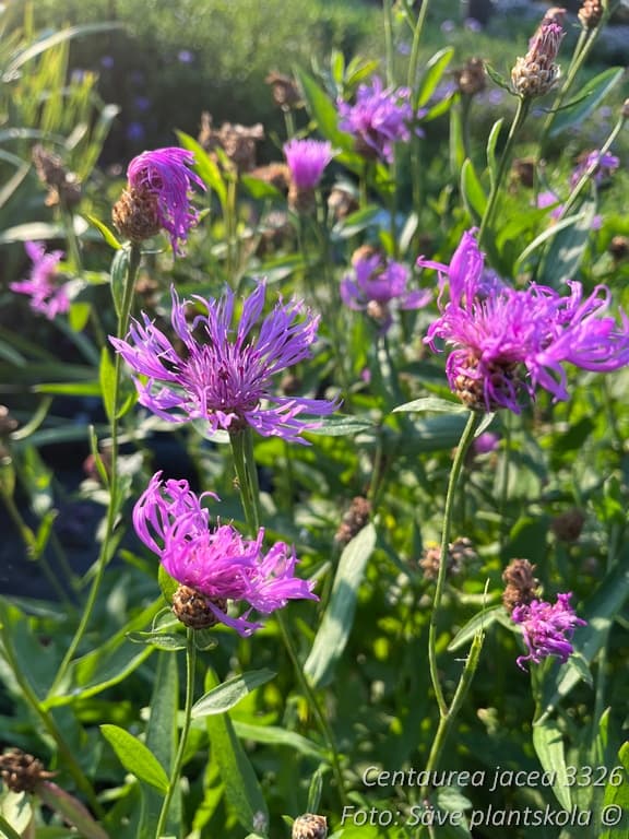 Centaurea jacea