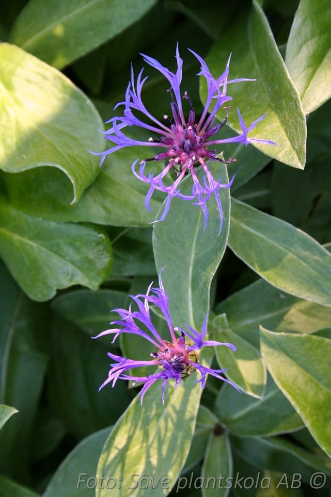 Centaurea montana 'Grandiflora'