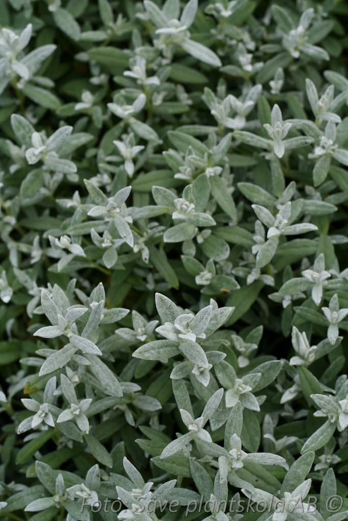Cerastium tomentosum  'Silberteppich'