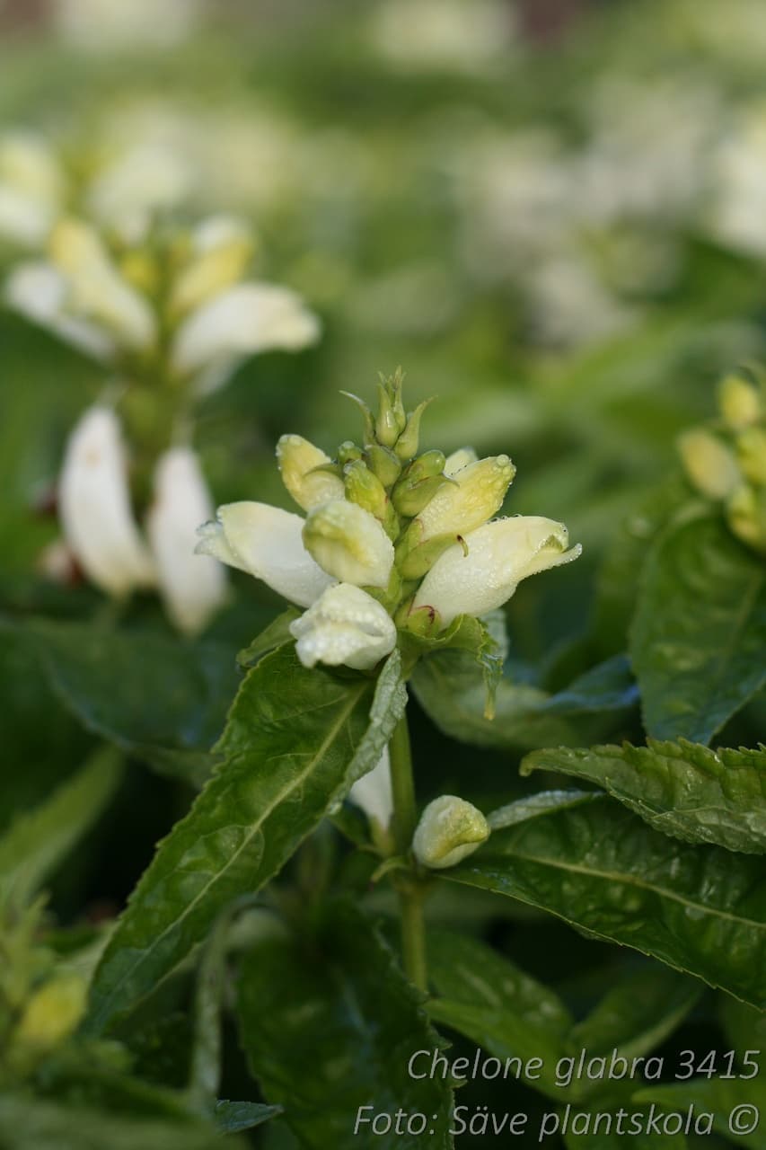 Chelone glabra (Alba)