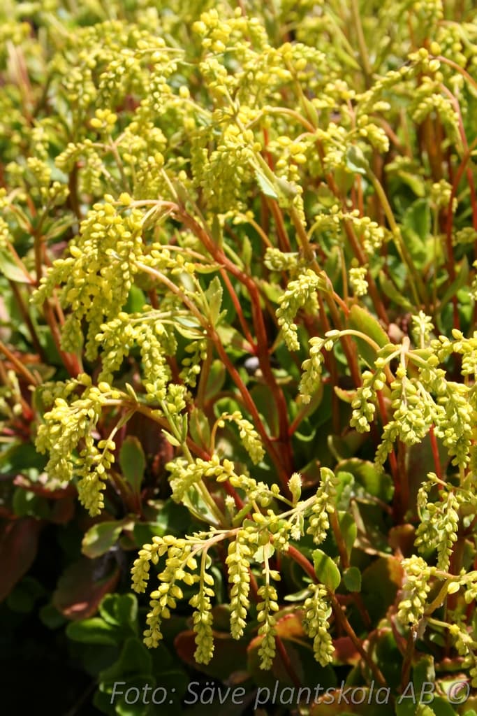 Chiastophyllum oppositifolium 'Goldtröpfchen'