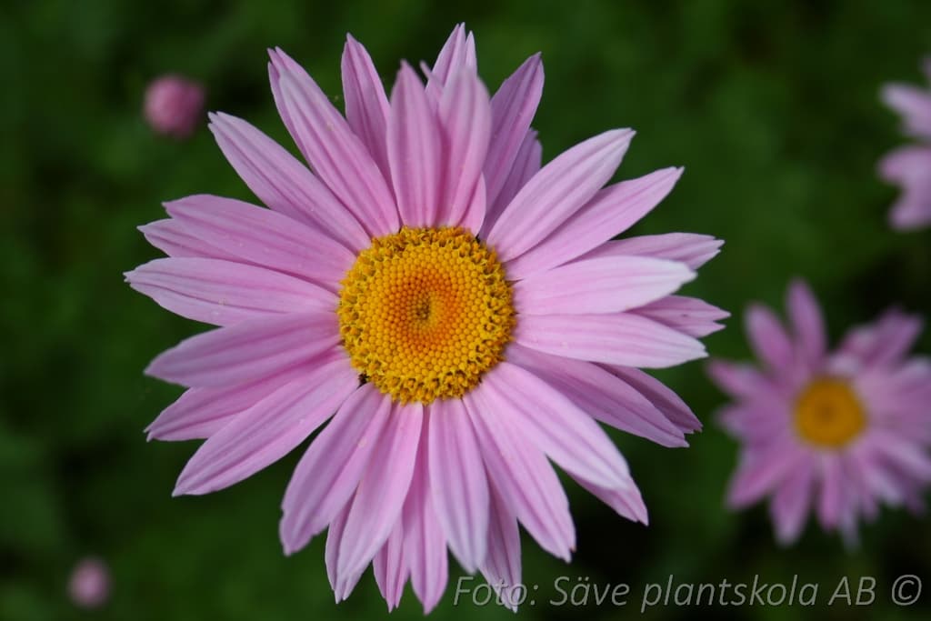 Tanacetum coccineum 'Robinson's Pink'