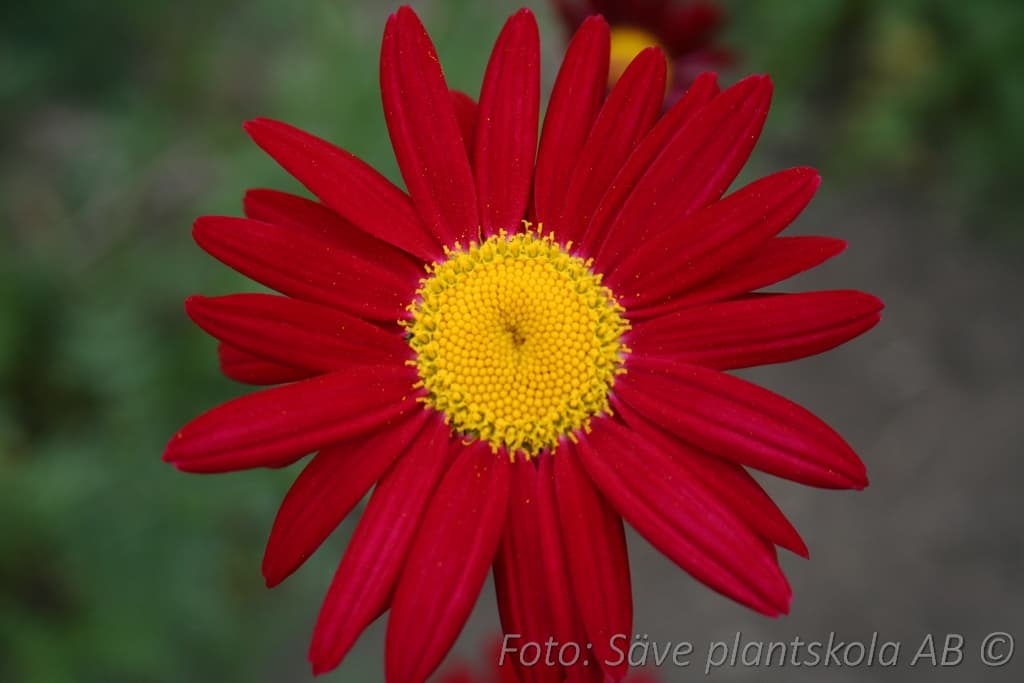 Tanacetum coccineum 'Robinson's Red'