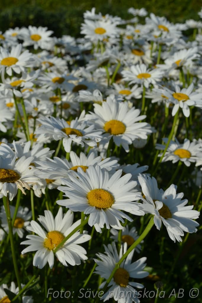 Leucanthemum superbum 'Bröllopsgåvan' GK ®