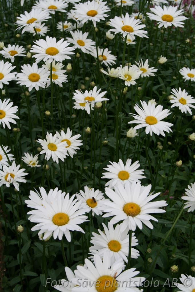 Leucanthemum superbum  'Becky'