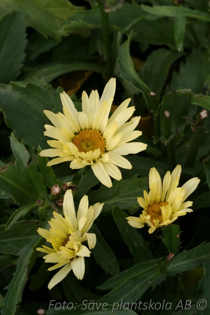 Leucanthemum superbum 'Banana Cream'