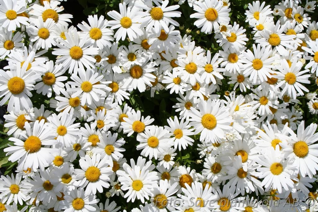 Leucanthemum superbum 'Dwarf Snow Lady'