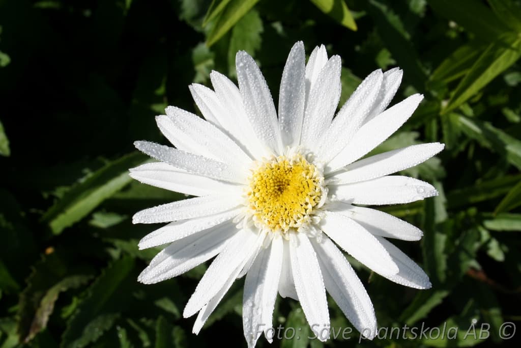 Leucanthemum superbum 'Polaris'