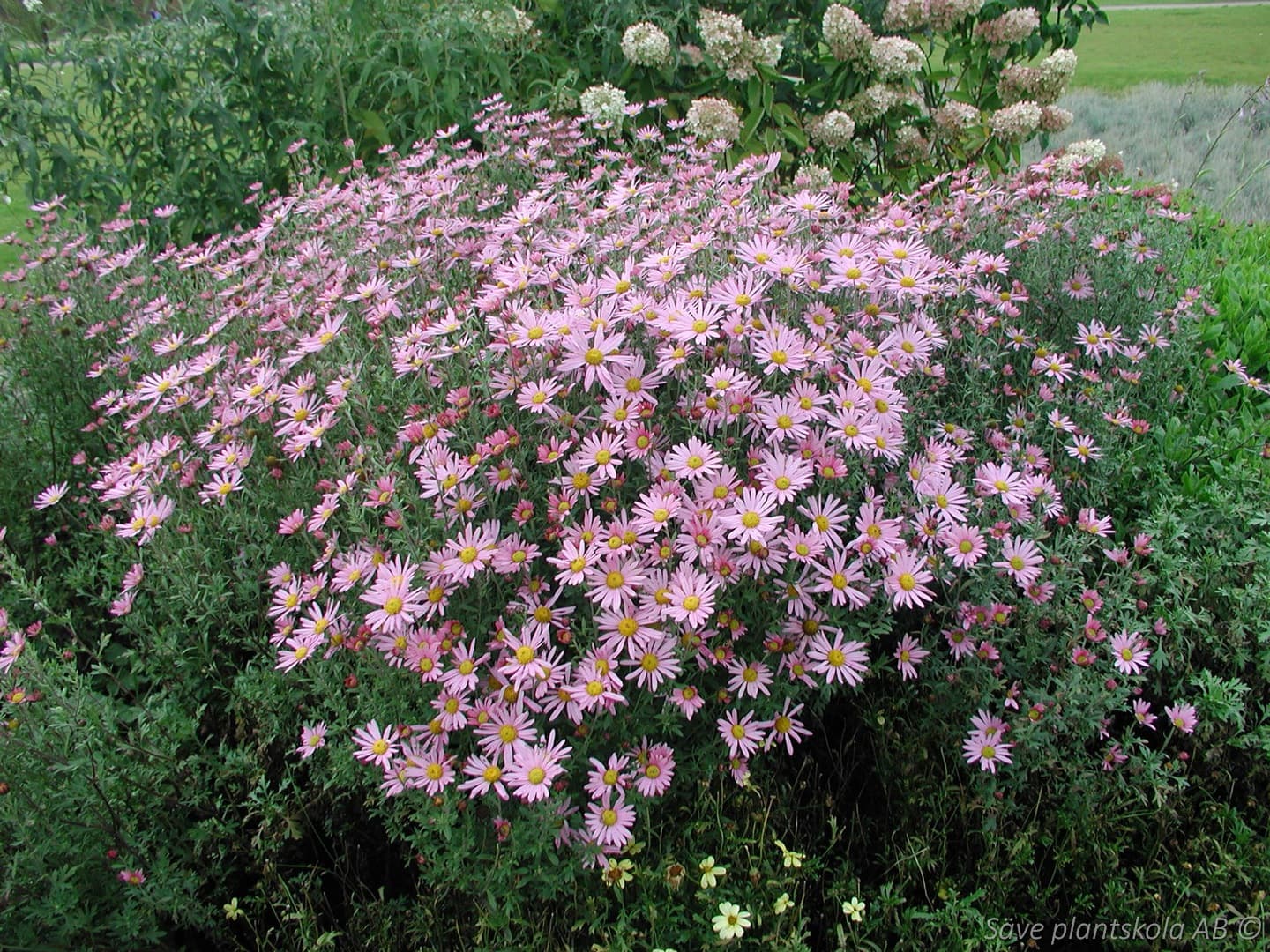Chrysanthemum zawadskii 'Clara Curtis'