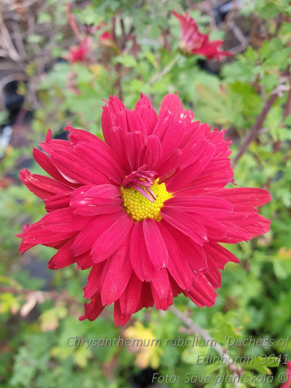 Chrysanthemum zawadskii 'Duchess of Edinburgh'